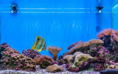 Comment choisir son aquarium d’eau douce ?
