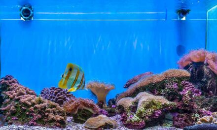 Comment choisir son aquarium d’eau douce ?