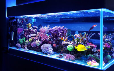 Des produits unique pour vos aquariums, terrariums et vivariums