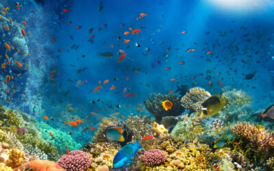 Des produits pour vos aquariums