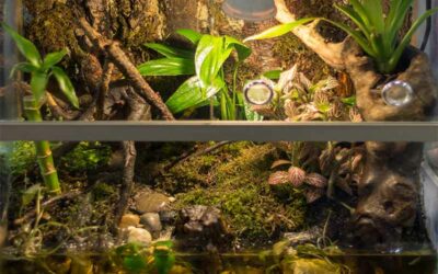 Quels accessoires terrarium choisir ?