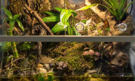 Quels accessoires terrarium choisir ?